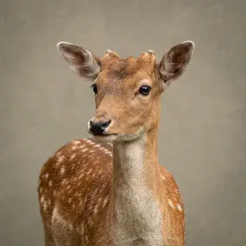 Young fallow deer with a white-spotted coat