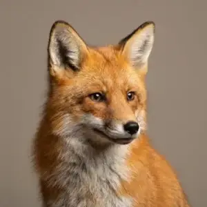 Red fox with orange-red fur and a white chest