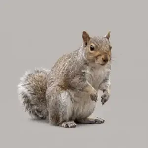 Grey squirrel sitting up on its back legs