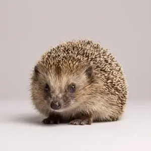 Hedgehog