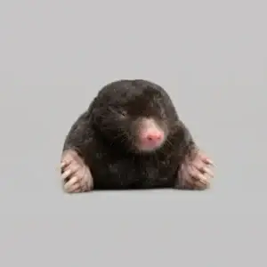 Mole showing its broad digging front paws