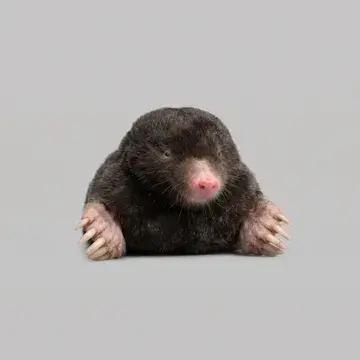 Mole showing its broad digging front paws