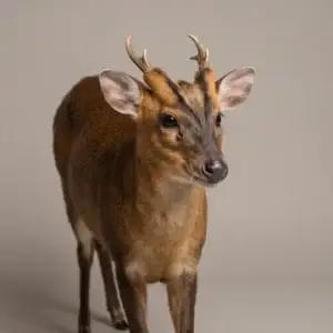 Reeves' muntjac deer