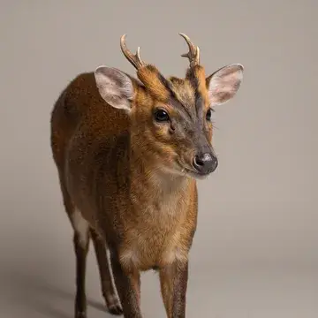 Reeves' muntjac deer