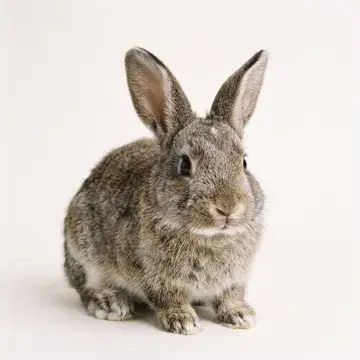Wild rabbit