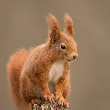 Red squirrel with tufted ears