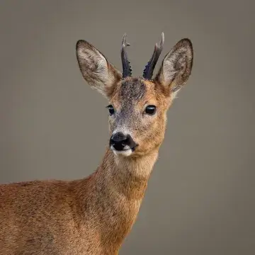 Roe deer