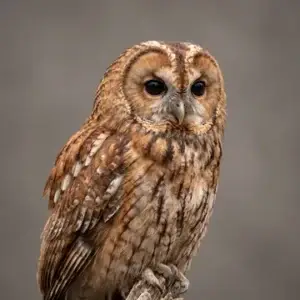 Tawny owl